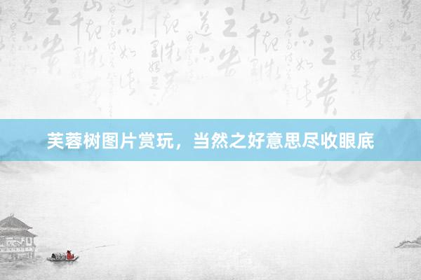 芙蓉树图片赏玩，当然之好意思尽收眼底